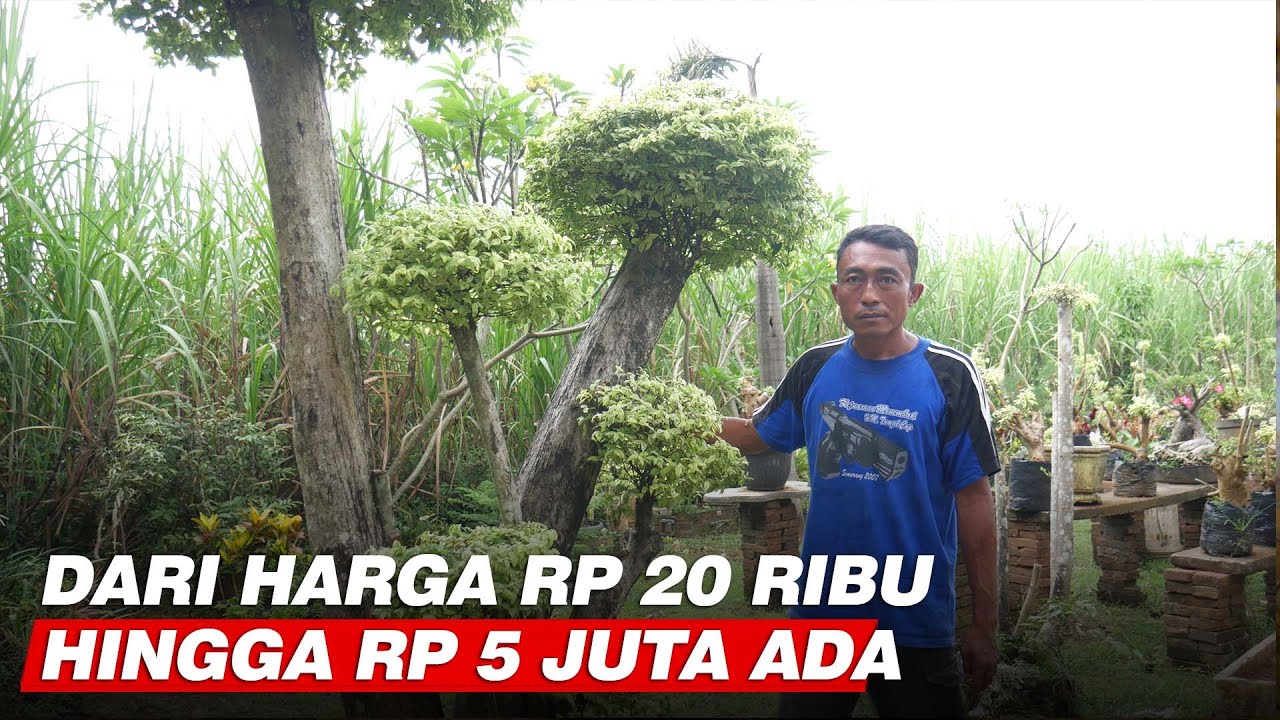 Pusatnya Bonsai Taman di Kudus, Terjual Ratusan Setiap Bulan