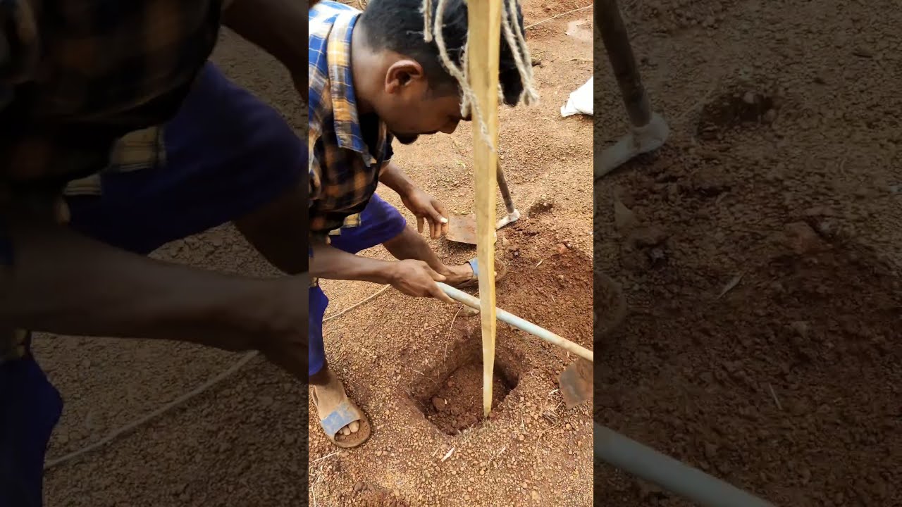 Oud / Oudh agarwood plantation.Put 3kg manure in  pit and mix it.Place a stick to support de plant.