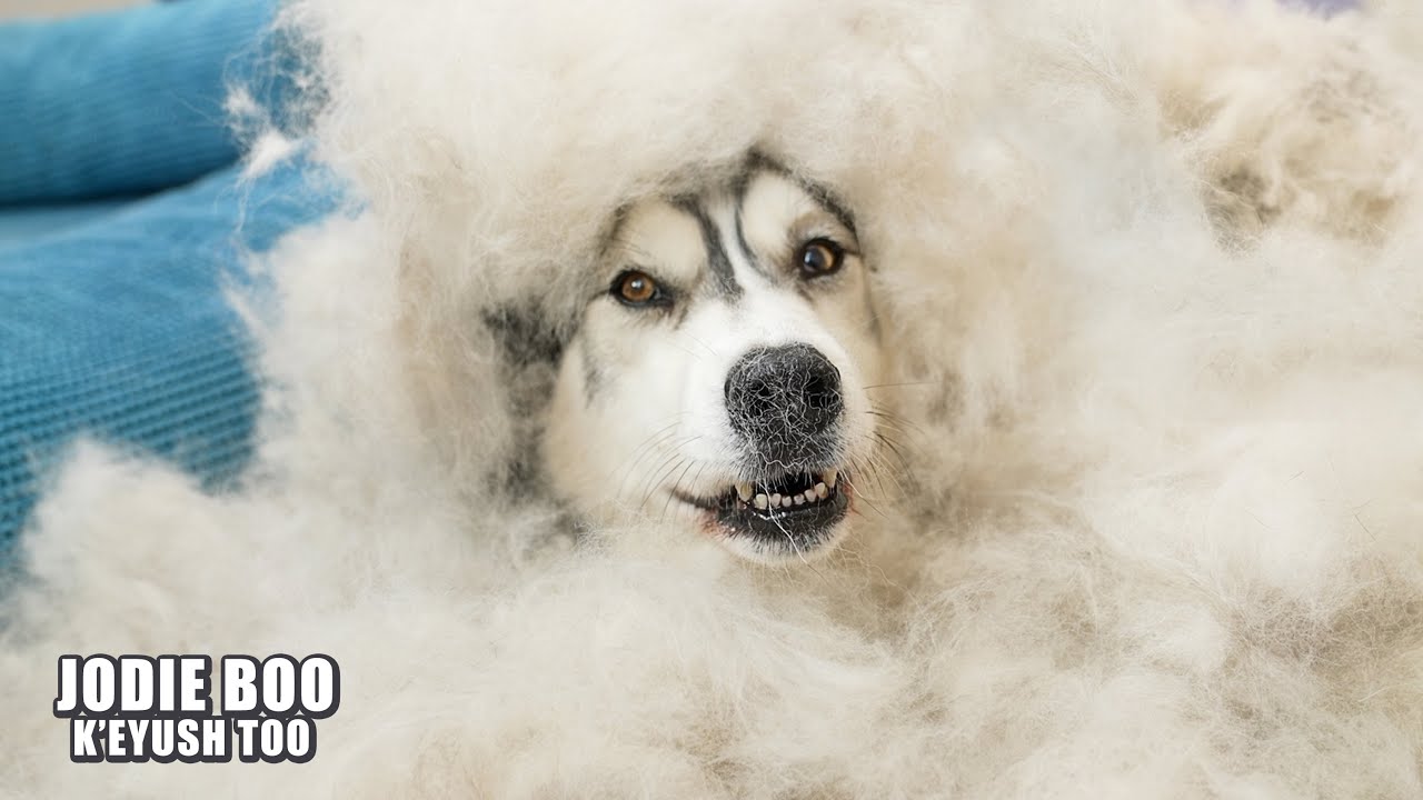 What Half An HOUR Grooming My Husky Looks Like!