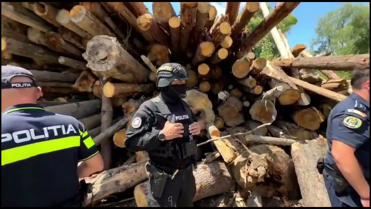 Transport ilegal de lemne: intervenția mascaților și a poliției. Legea Codrului.
