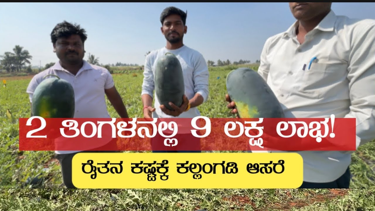 2 ತಿಂಗಳನಲ್ಲಿ 9 ಲಕ್ಷ ಲಾಭ ಕಲ್ಲಂಗಡಿ #farmers #farmerslife 