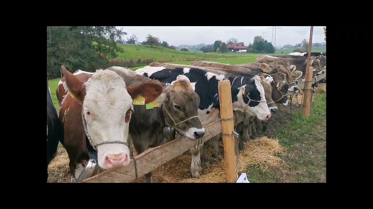 Swiss Autumn Regional Farm Livestock Award, 08.10.24
