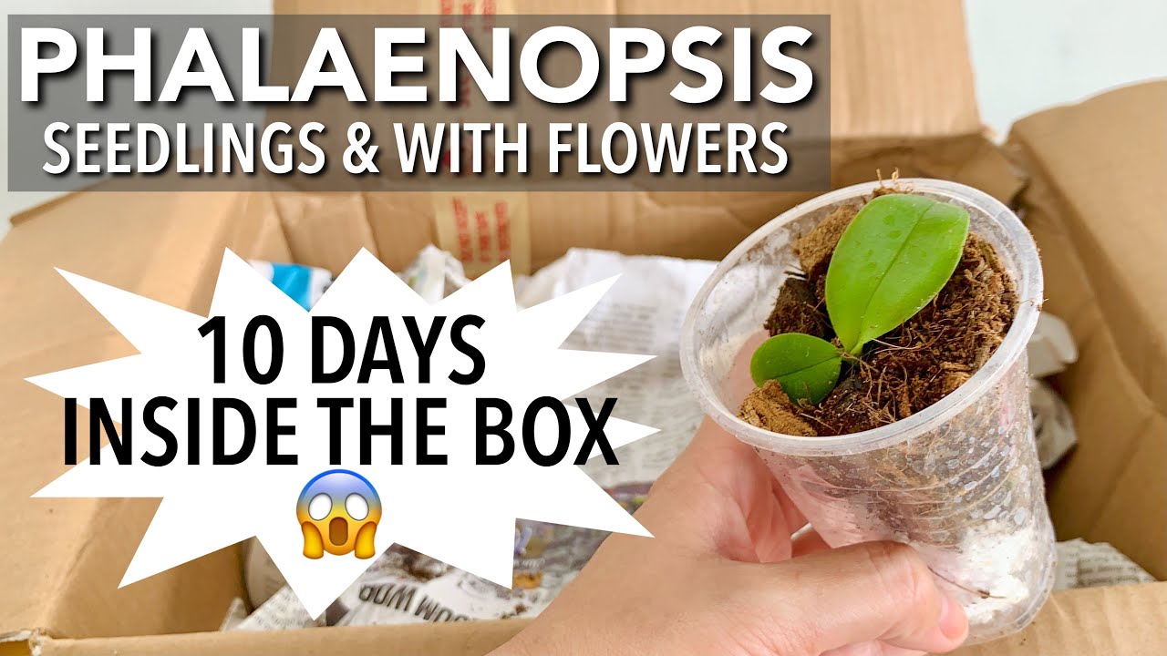 NEW ORCHIDS UNBOXING | New Phalaenopsis Seedlings & With Flowers | They Survived Long Shipping!