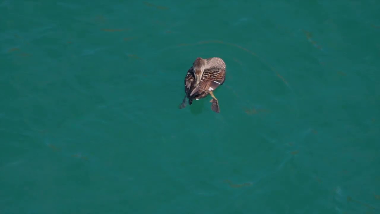 Common Eider