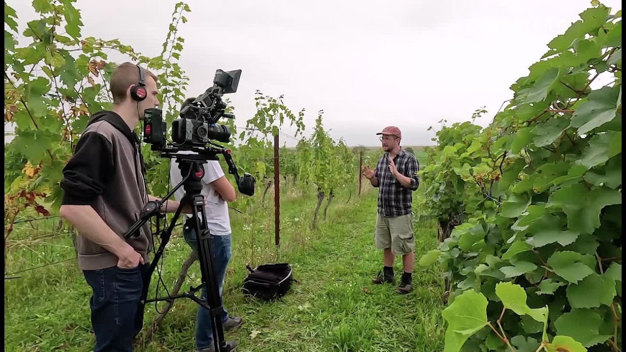Durch sp&auml;te Lese d&uuml;rfte Wein 2025 besonders werden