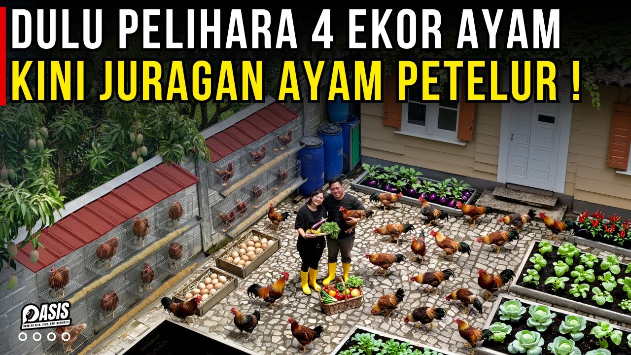 MODAL 4 AYAM PETELUR BISA JADI JURAGAN RATUSAN AYAM DI KAMPUNG SENDIRI | CERITA USAHA KEBUN SAMARA