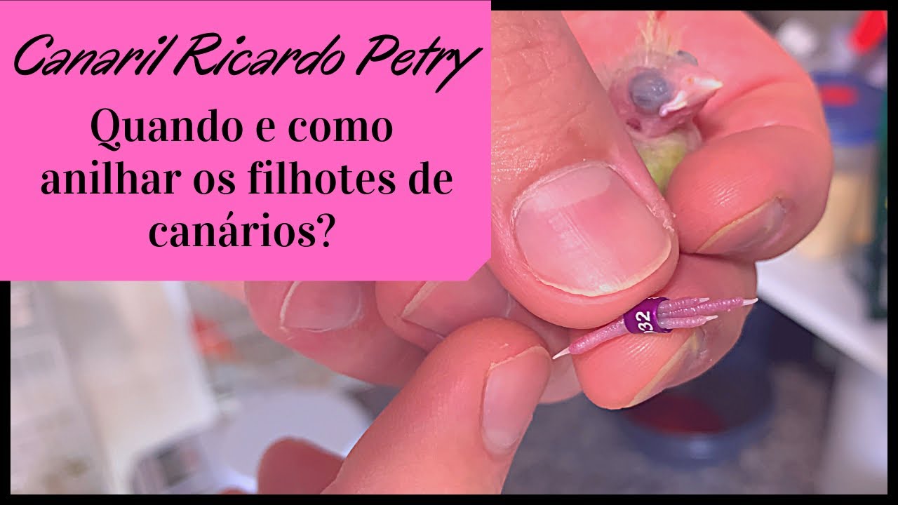 Quando e como anilhar os filhotes de Can&aacute;rios?