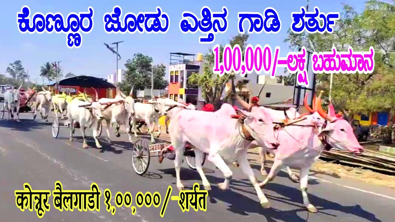 ⚜ಕೊಣ್ಣೂರ ಜೋಡು ಎತ್ತಿನ ಗಾಡಿ ಶರ್ತು 1,00,000/- ಲಕ್ಷ ಬಹುಮಾನ|कोन्नूर बैलगाडी १,००,०००/-शर्यत⚜ 22-2-2026