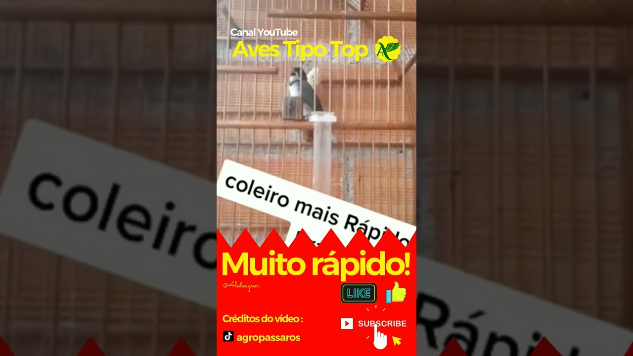 Coleiro Tui-Tui Muito R&aacute;pido! #coleirotuitui#coleiro #avestipotop #coleiromuitorapido#cantodecoleiro