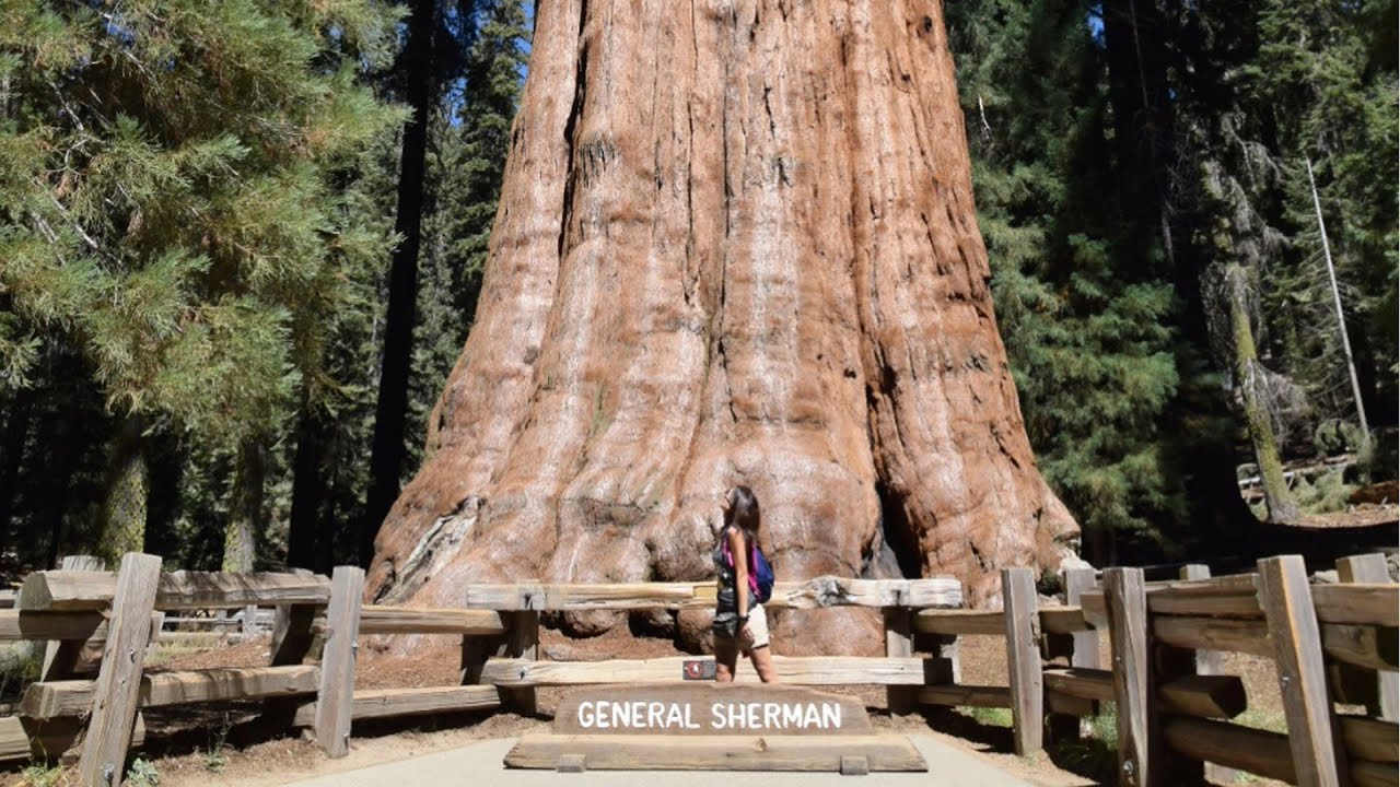 Sequoia National Park