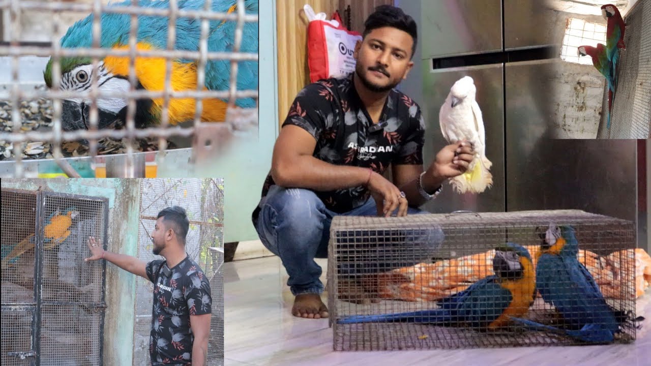 Going to delivered Adult pair blue & gold macaw to Kolkata.