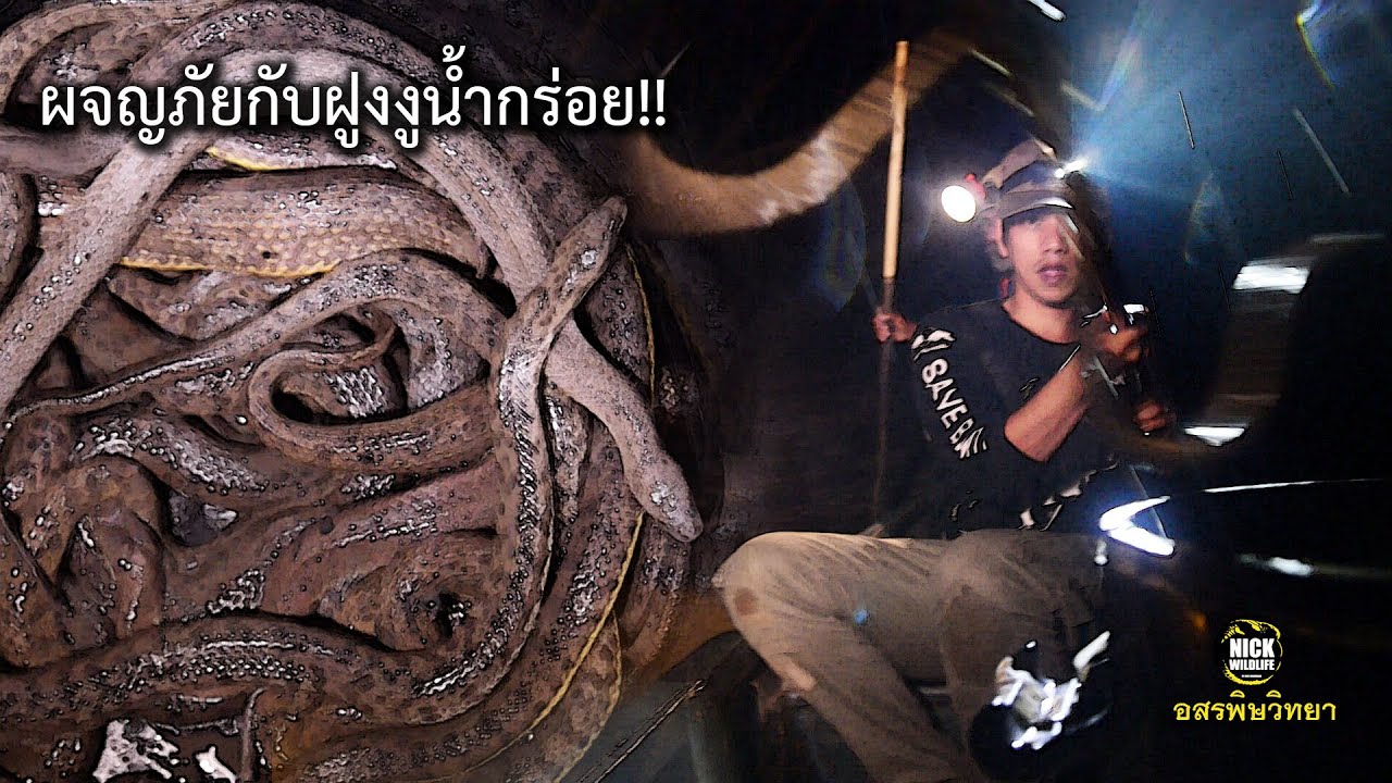 ผจญภัยกับฝูงงูน้ำกร่อย อสรพิษวิทยา EP.122