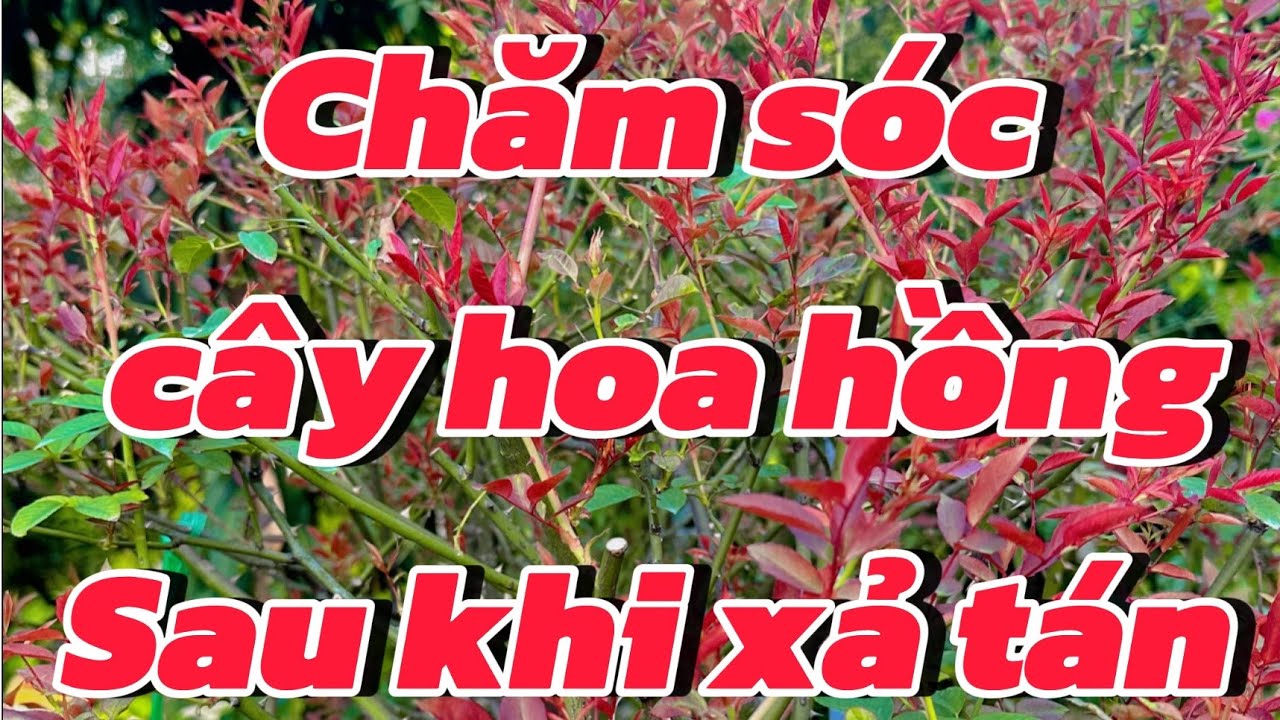 Hướng dẫn chăm s&oacute;c c&acirc;y hoa hồng sau khi xả t&aacute;n, cắt cụt t&aacute;n
