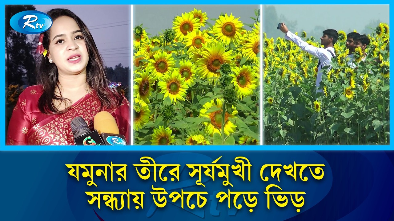 যমুনার তীরে সূর্যমুখীর সৌন্দর্যে সন্ধ্যায়ও ভিড় করেন দর্শনার্থীরা | Sunflower | Tangail | Rtv