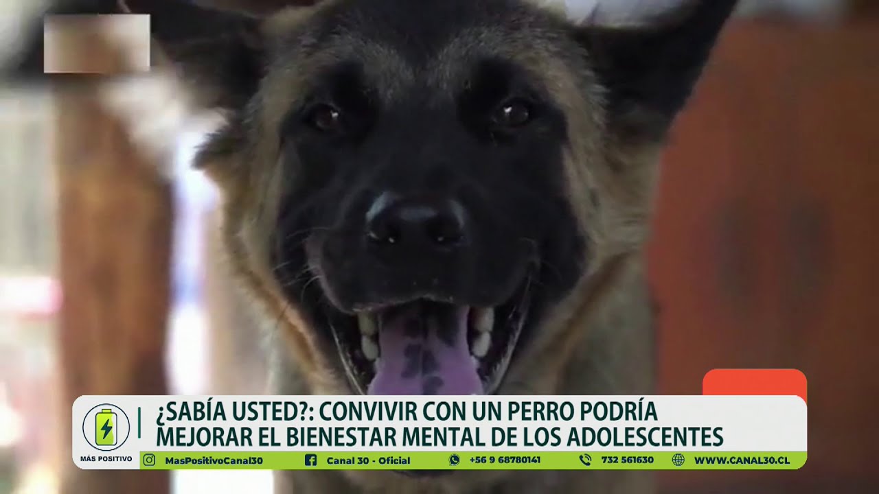 MÁS POSITIVO - CONVIVIR CON UN PERRO MEJORA EL BIENENSTAR MENTAL (VIERNES 12 DE DICIEMBRE)