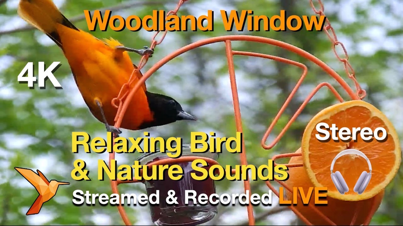 Birds and Bells. A relaxing soundscape from the peaceful woodlands of north-central Kentucky.