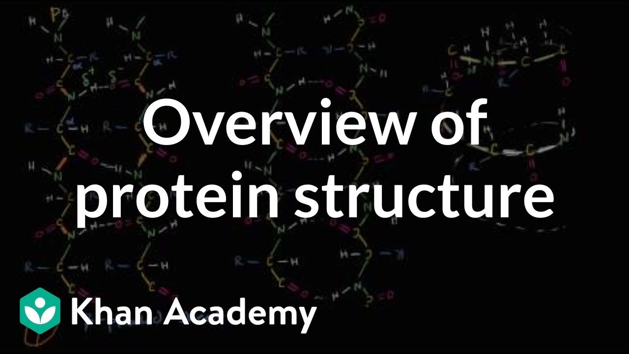 Overview of protein structure | Macromolecules | Biology | Khan Academy