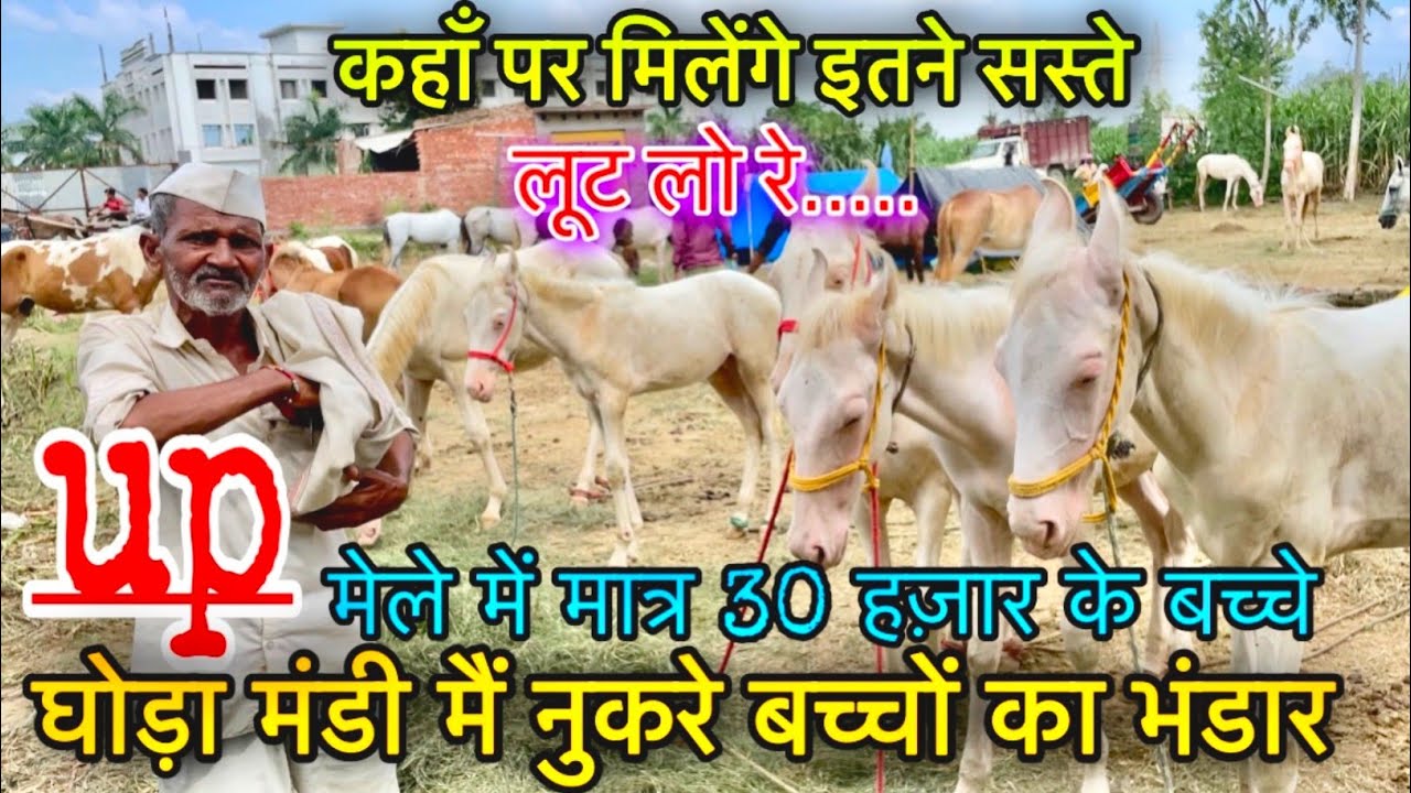 up के जोया मेले में मात्र 30 हजार के बच्चे, घोड़ा मंडी में नुकरे बच्चों का भंडार(9130529523)