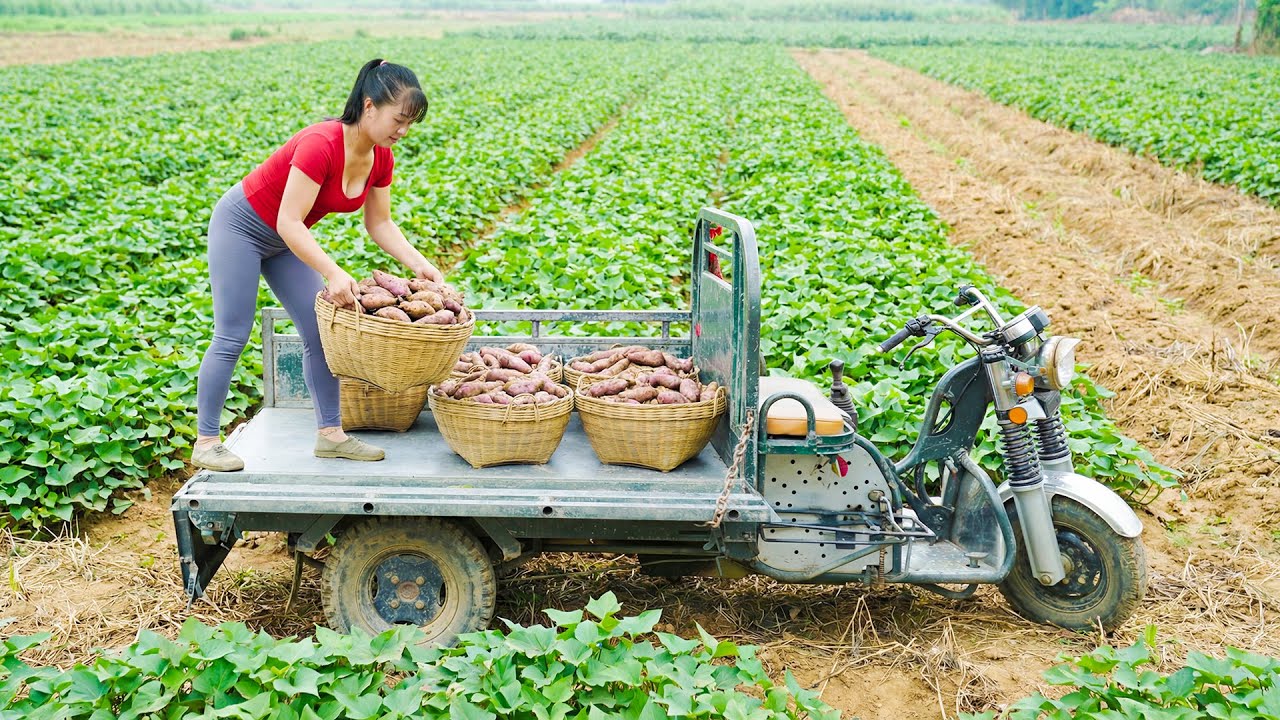 Harvest 1000 Sweet Potato, Use 3 Wheeled Vehicle To Transport Many Sweet Potato Go To Market Sell