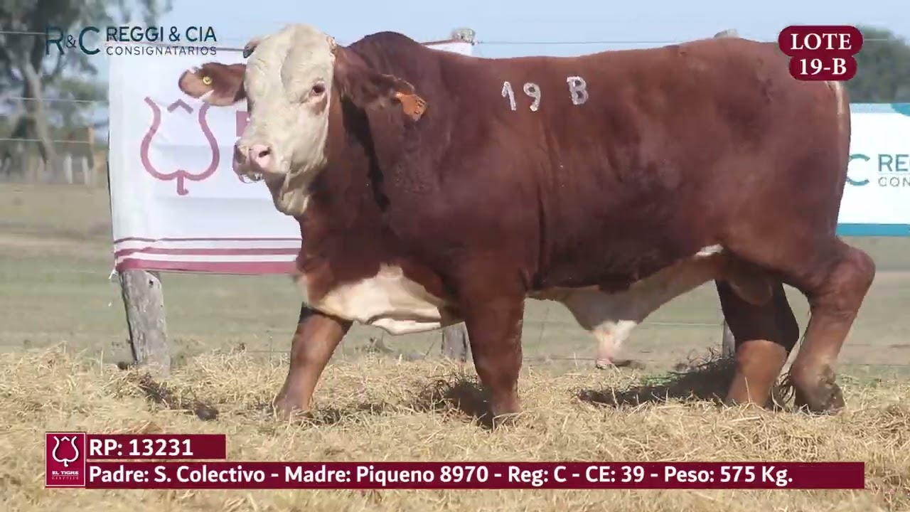 LOTE 19B