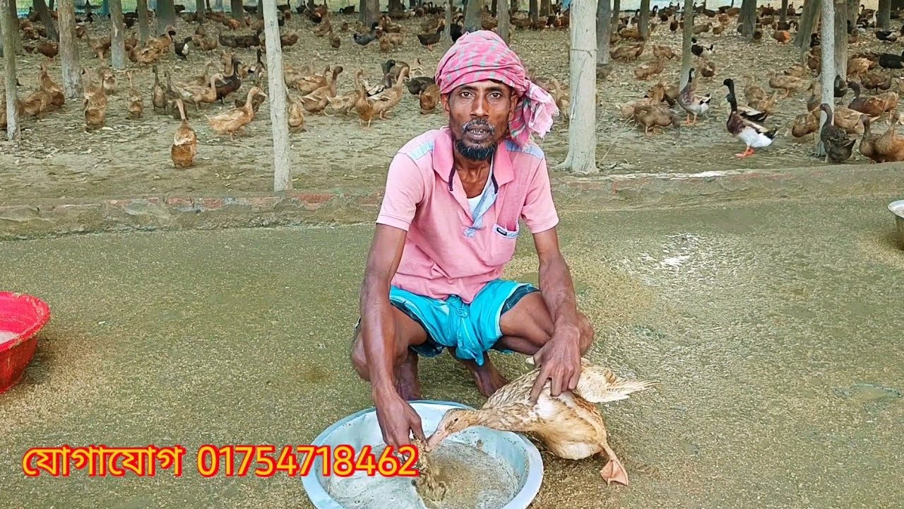 কিভাবে হাঁস পালন করলে লাভবান হওয়া সম্ভব খামারির কাছ থেকে শুনুন🦆