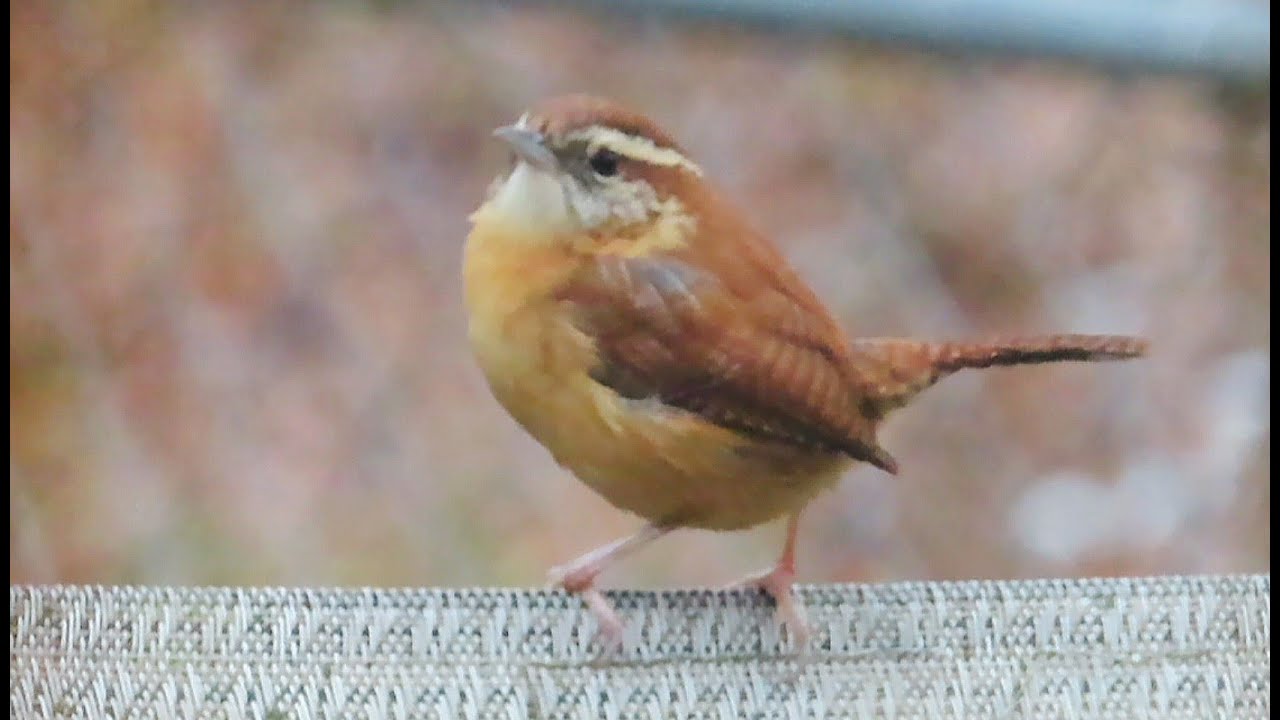1 John 1 : 9  __  Wrens Day