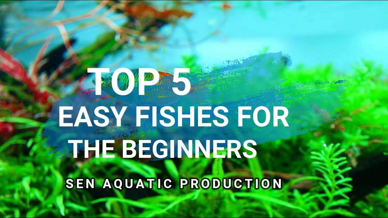 Top 5 Easy Fishes For Beginners