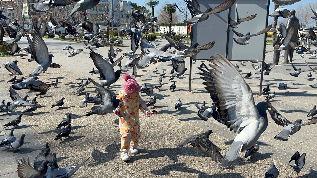 Kuşlu Park Kuşlara Yem Verdik 🕊️❤️