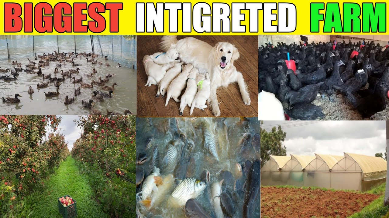 BIGGEST FARM in INDIA / LARGEST INTEGRATED FARMING in WEST BENGAL LIKE KADAKNATH DUCK FISH DOG FARM