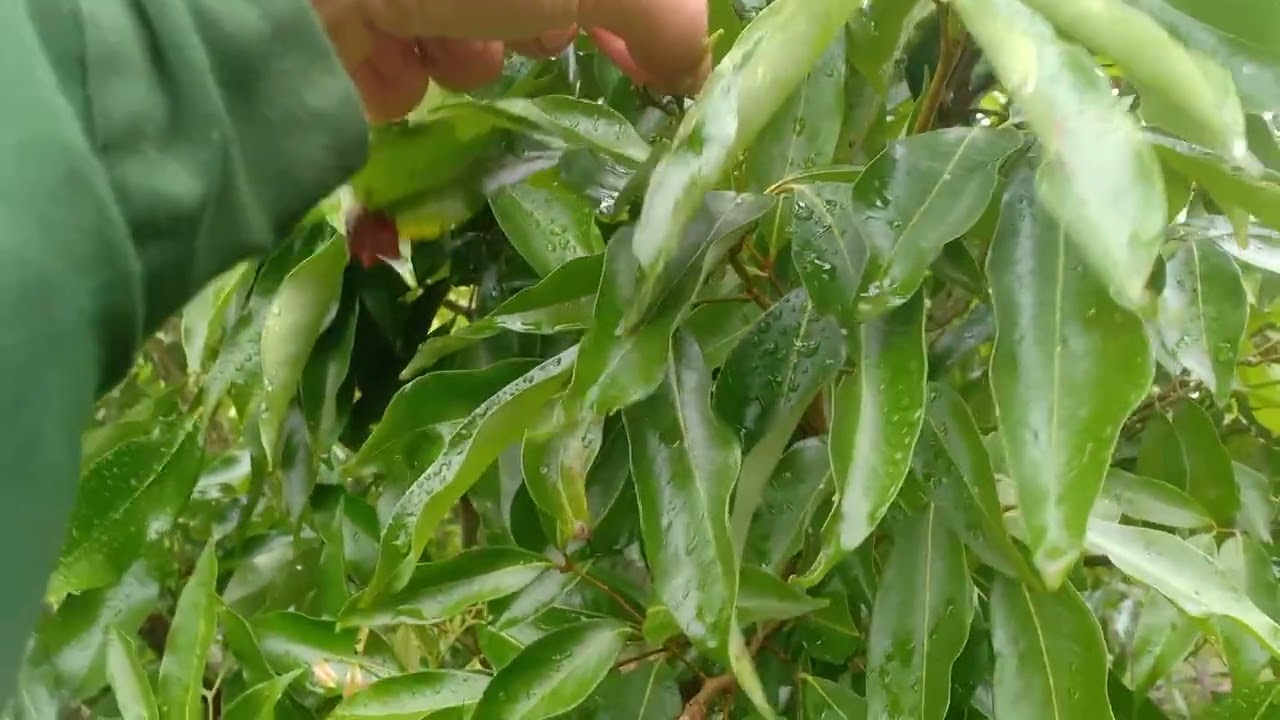 Hoa vải thiều những ngày cận tết thời tiết nắng ấm thuận lợi cho vải bung nở hoa 