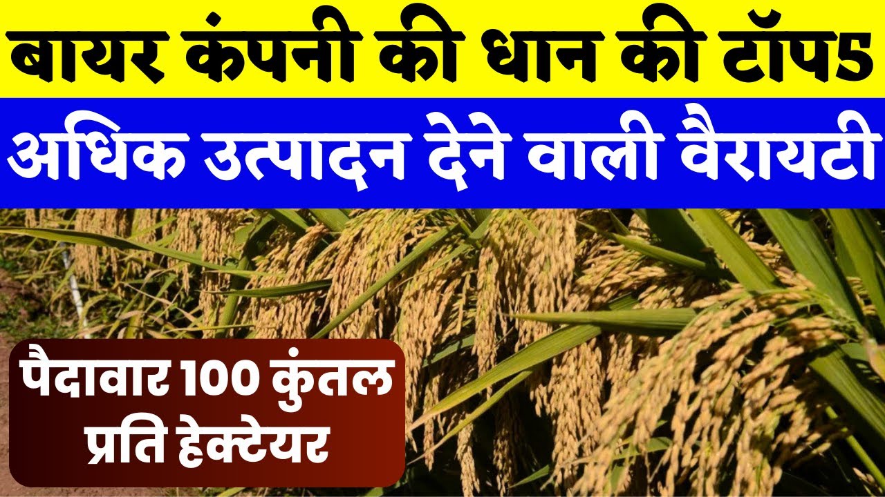 बायर कंपनी की धान की टॉप 5 वैरायटी | dhan ki top 5 variety 2025 | dhan ki top variety 2025 #dhan