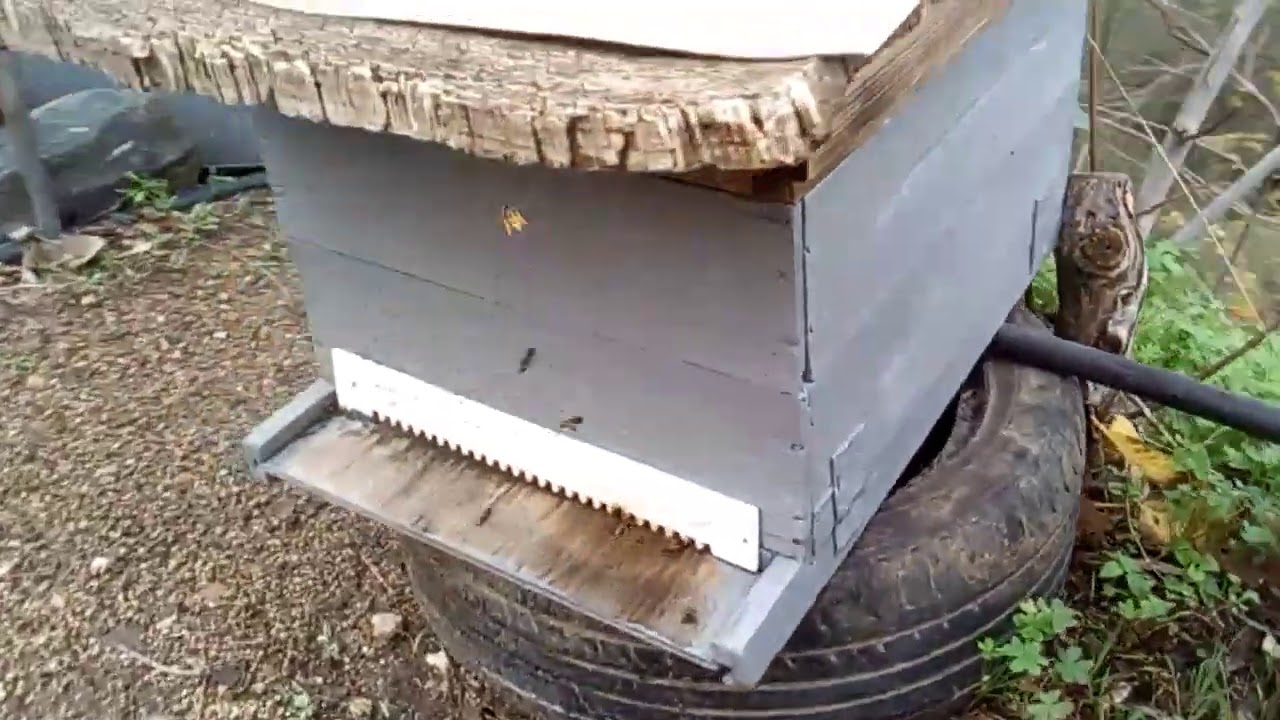 الدبور يدخل و يخرج من الخلايا و كأنه بدخل لعشه Hornet enters the beehives as if it were its nest