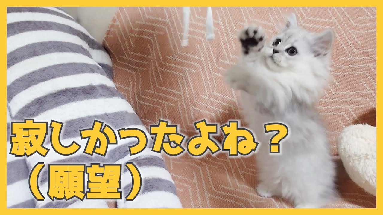【人間side】子猫との久しぶりの再会はこんな様子でした（ミヌエット）
