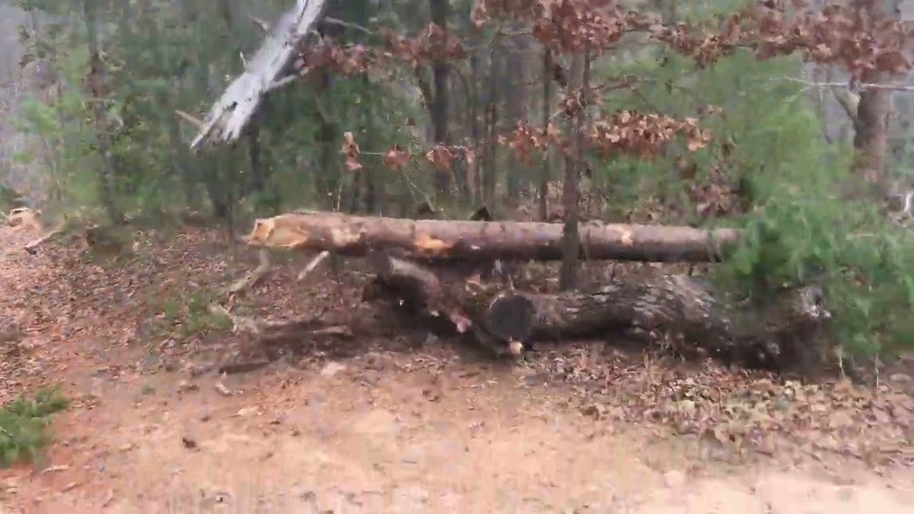 Storm damage pine tree removal