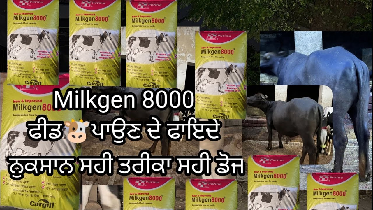 MILKGEN 8000 CARGILL FEED PRICE||Pros and cons of feeding 🐮||Milkgen 8000|| buffalo feed👍