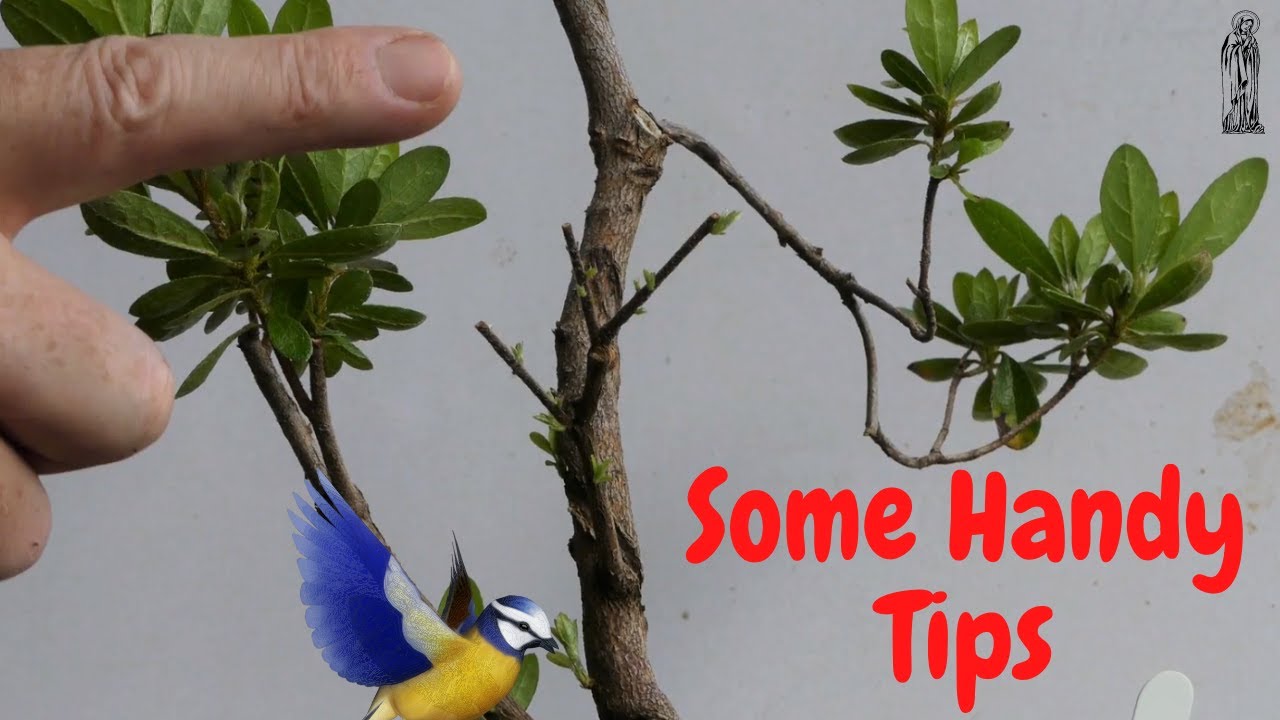 Satsuki Azalea Bonsai Pruning Update with a few winter Care Tips