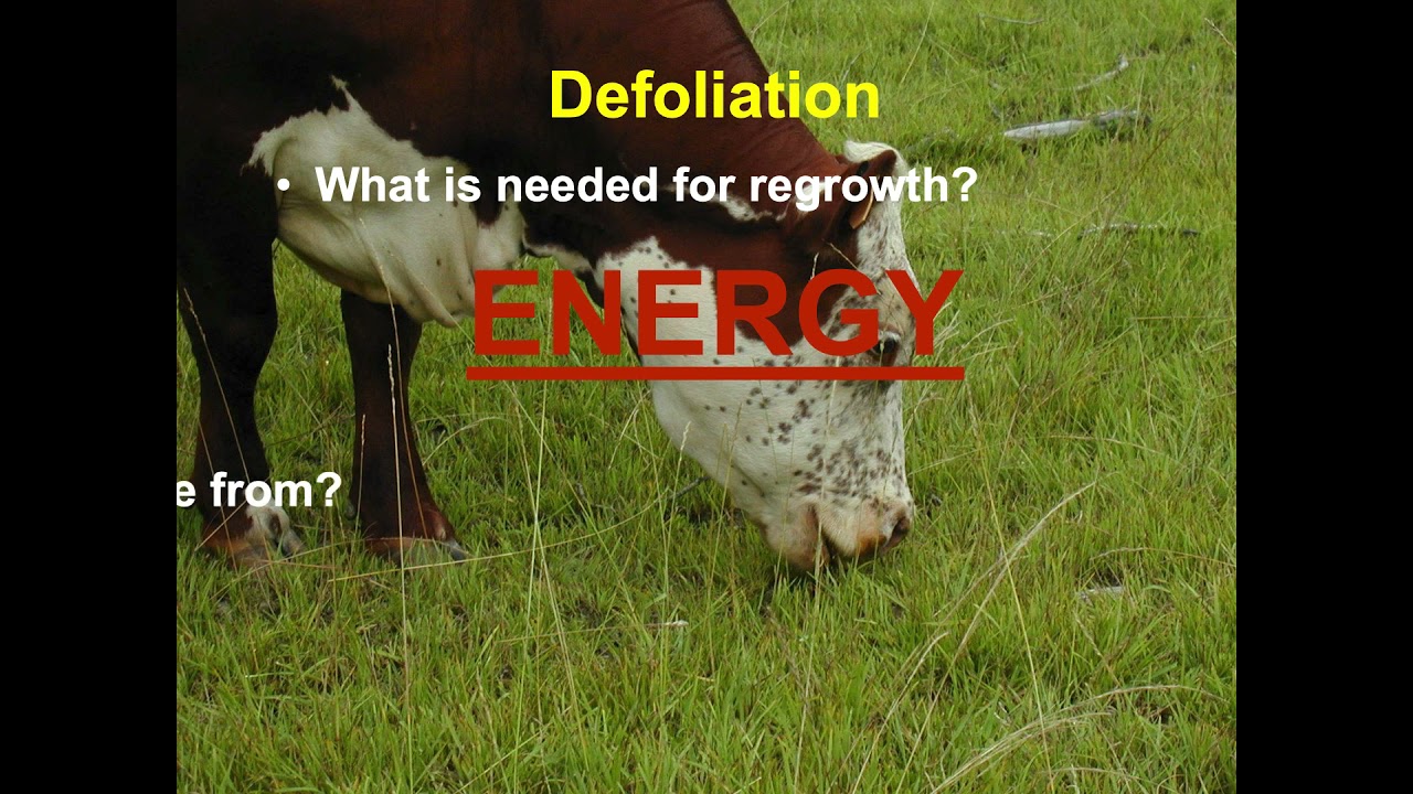 Forage Plant Growth and Grazing Management-Ray Smith
