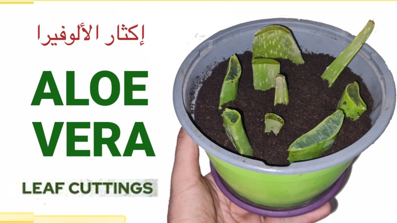 إكثار الألوفيرا، الطريقة الأصح و الأسهل, الأوراق و الخلفات Aloé Vera propagation from leaf