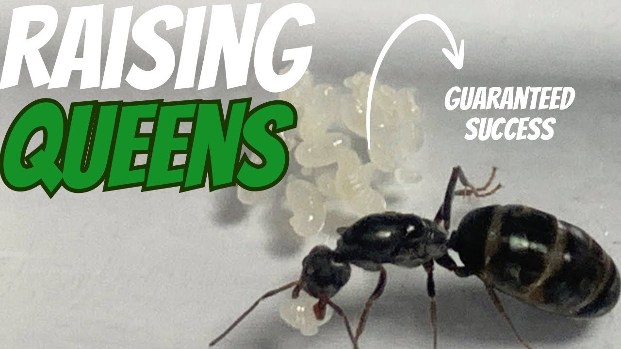 How to Raise a Queen Ant and Colony!