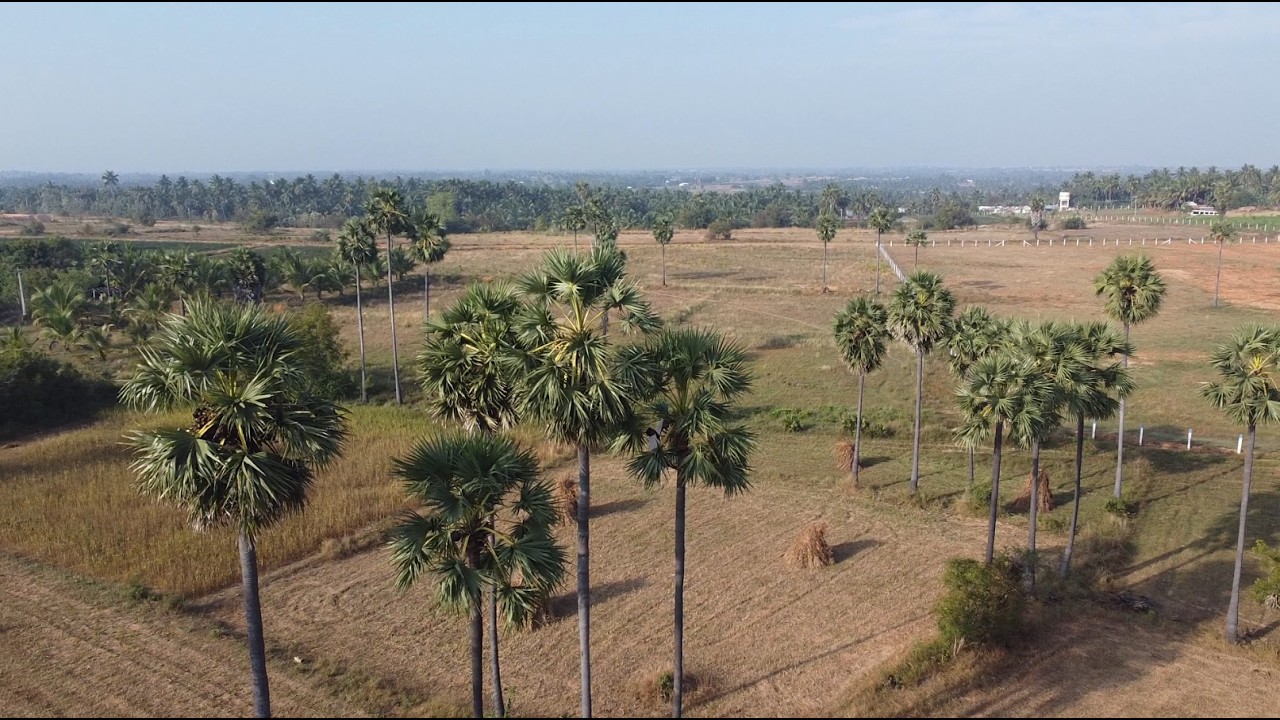 பனை  ஆவணப்படம் - PALM TREE DOCUMENTARY FILM
