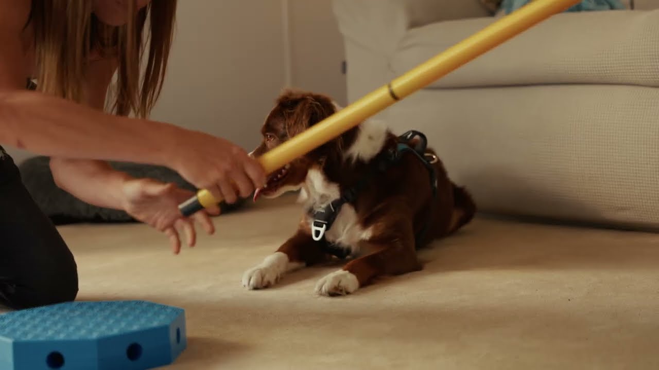 FitKinect&trade; Intermediate Exercises | Boost Your Dog&rsquo;s Balance & Body Awareness