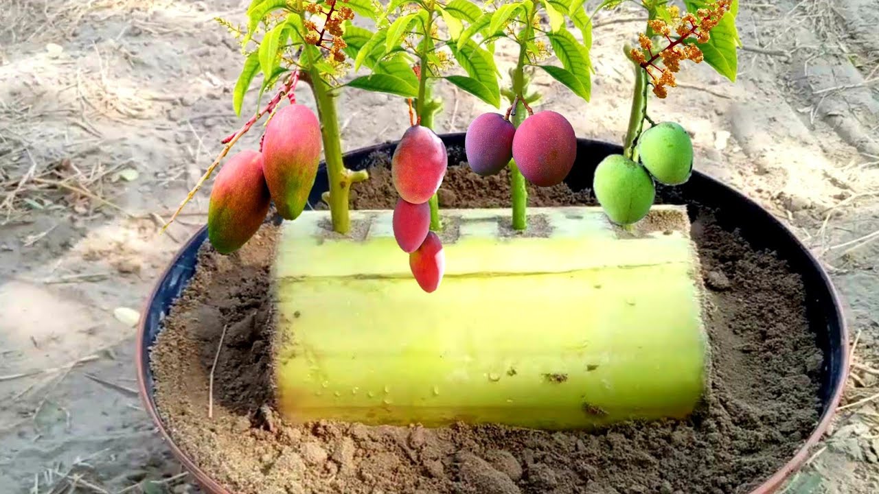 Unique Skill How To Grow Mango Tree Cutting In A Banana Tree Trunk