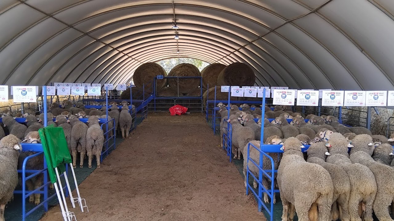 We spent a small fortune on Merino Rams! | Western Australian Sheep Farm Vlog