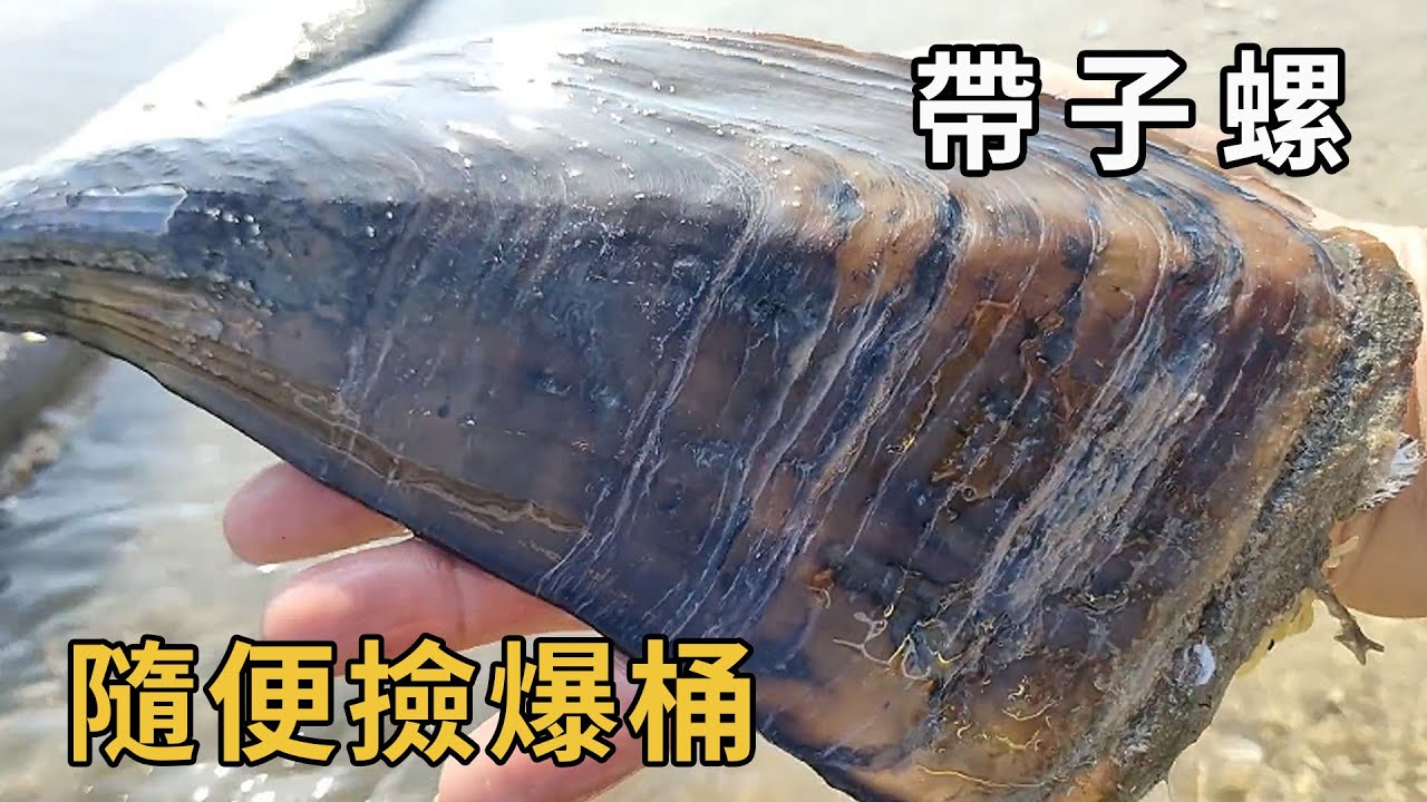 趕海驚現藏寶地！北風大干潮後大量海鮮擱淺沙灘，帶子螺撿到手發麻阿富直呼走大運了！