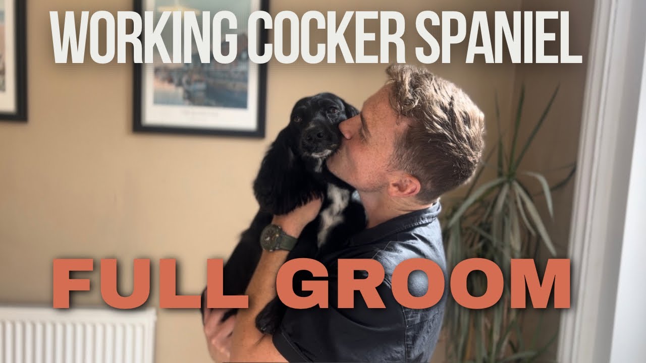 Full groom on my working cocker spaniel 🐕🐾