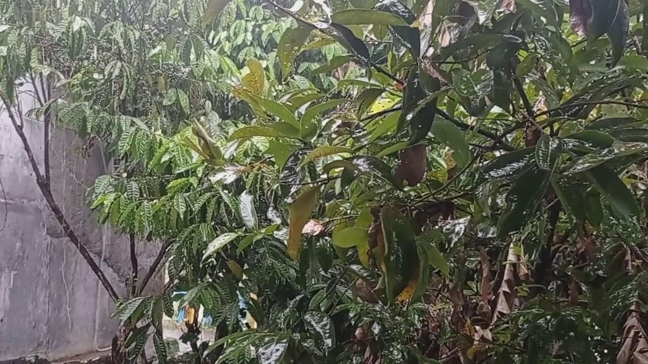 ASMR