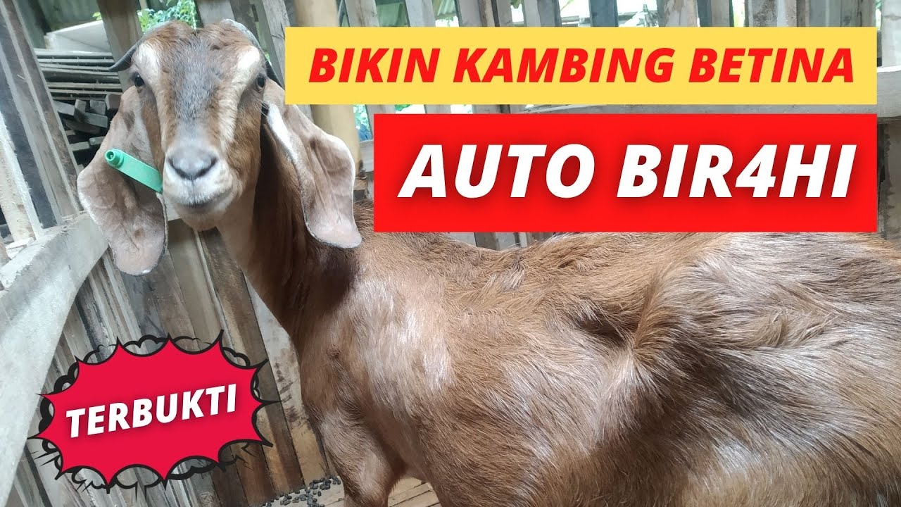 CARA MEMPERCEPAT BIR4HI KAMBING, DIJAMIN SUKSES - AKSARA Agro & Farm