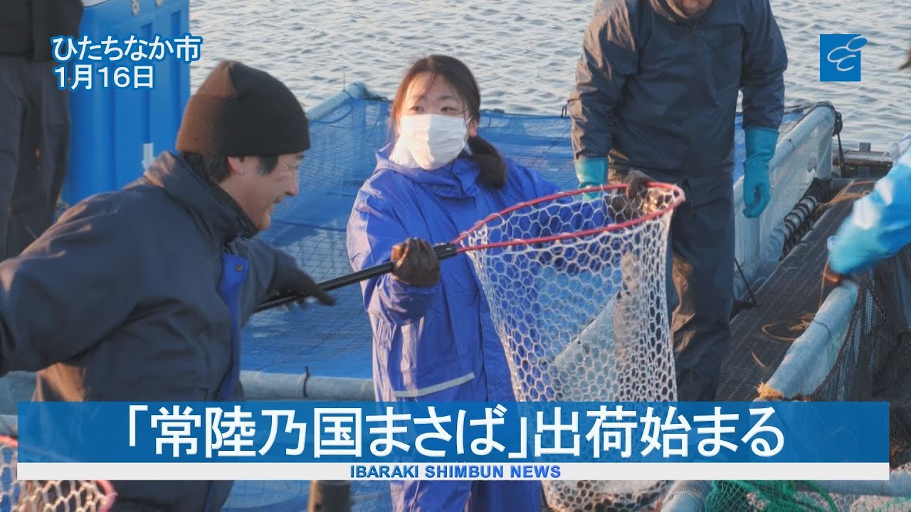 茨城県産ブランドの養殖マサバ「常陸乃国まさば」出荷始まる