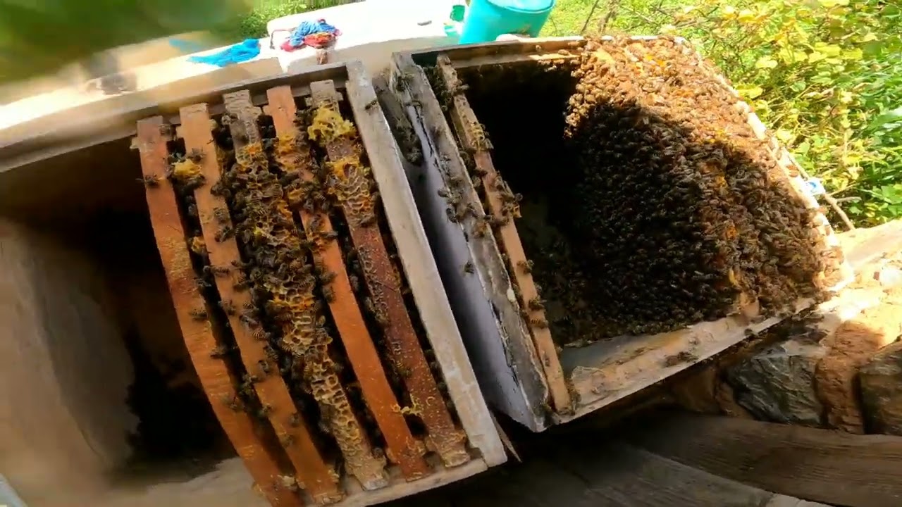 एउटा मौरी को घार बाट दुईवटा बनाउने सजिलो तरिका छिटो गर्नुहोस सिजन आयो ,पूरा भिदियो🇳🇵🍎🍎