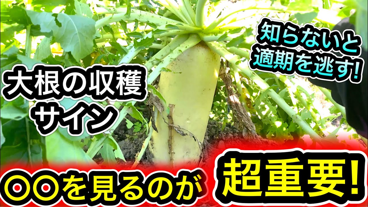 大根の収穫サインとベストなタイミング！初心者にも簡単に分かる見極め方法。採り遅れるとス入りになる！青首、白首大根の違い、骨粗鬆症、空洞化、光合成、長さ、幅、重さ、育て方、栽培法、家庭菜園